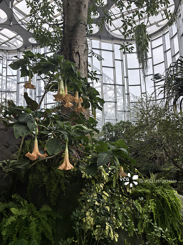 冬天的上海温室花园图片素材