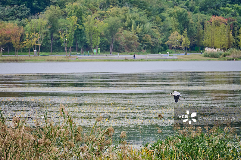 四川成都兴隆湖湿地公园飞行的苍鹭图片素材