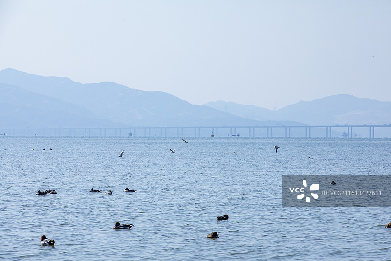 深圳湾候鸟栖息地风光图片素材