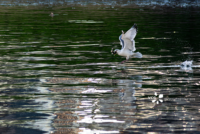 海河上的精灵图片素材