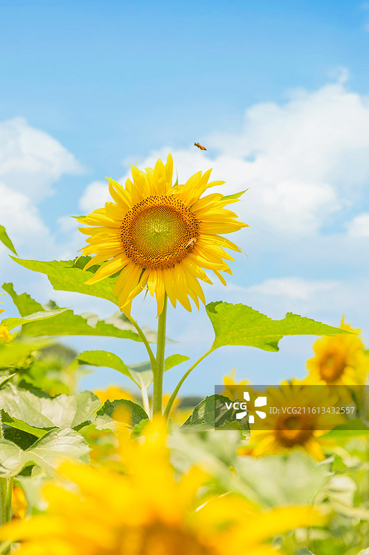 向日葵花海 宫崎骏的夏天图片素材