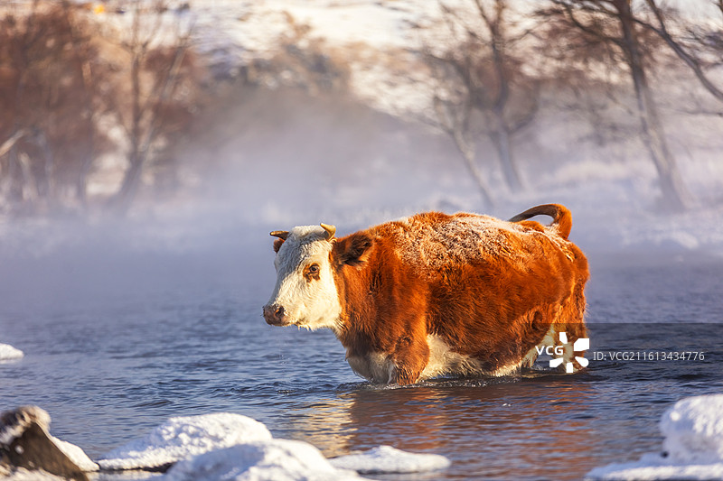 冬季阿尔山不冻河里喝水的牛，冬季阿尔山雾凇雪景图片素材