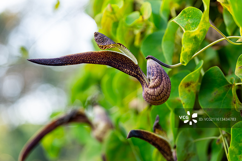 锦鸡马兜铃图片素材