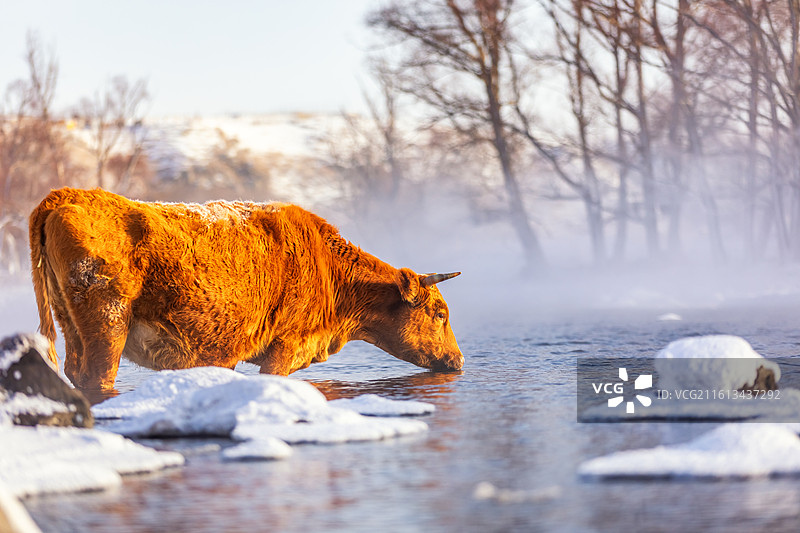 冬季阿尔山不冻河里喝水的牛，冬季阿尔山雾凇雪景图片素材