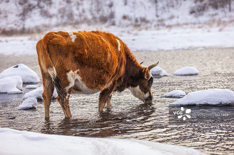 冬季阿尔山不冻河里喝水的牛，冬季阿尔山雾凇雪景图片素材