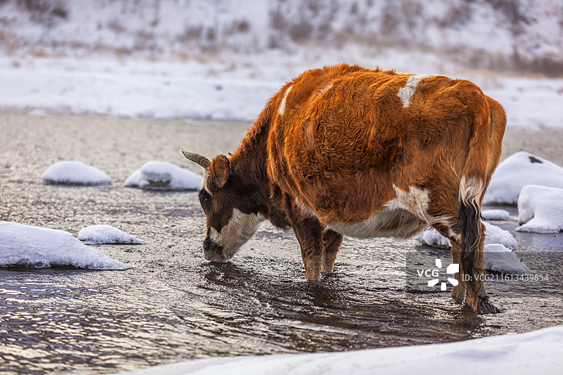 冬季阿尔山不冻河里喝水的牛，冬季阿尔山雾凇雪景图片素材