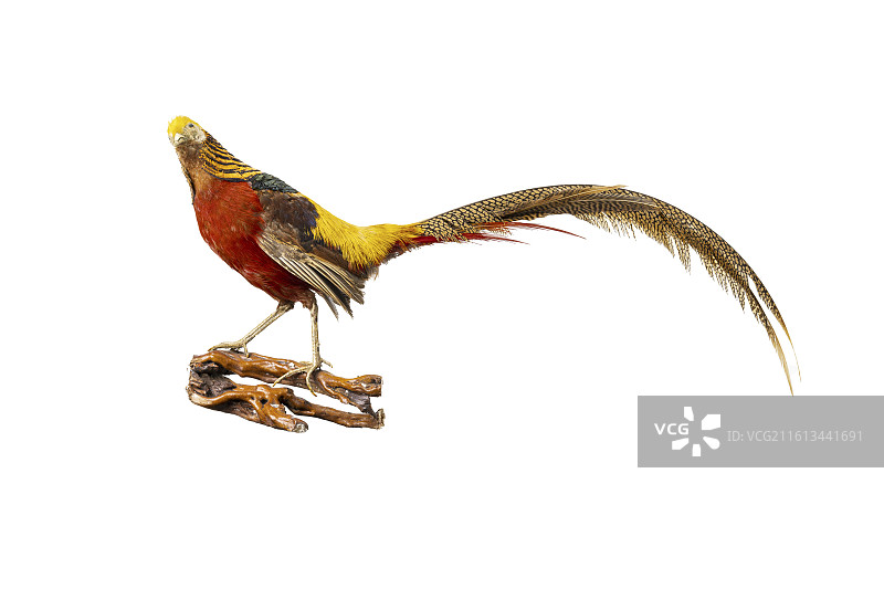 重庆锦鸡标本图片素材