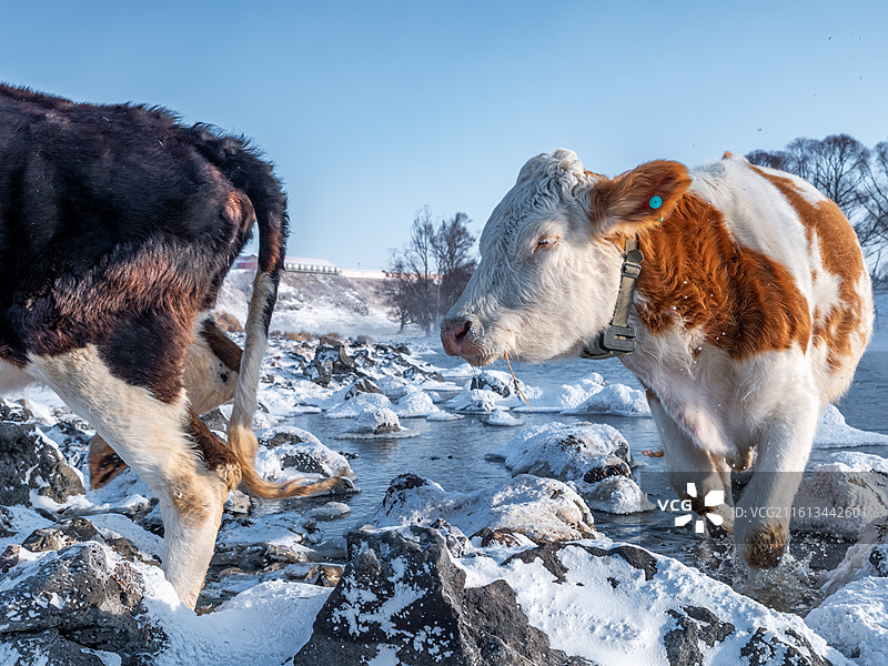 冬季阿尔山不冻河里喝水的牛，冬季阿尔山雾凇雪景图片素材