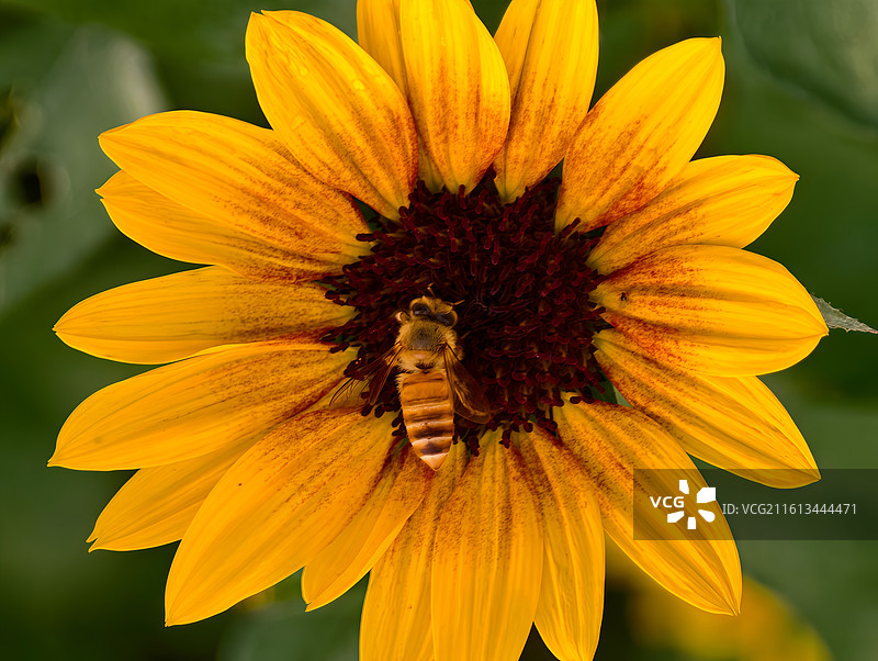蜂与花图片素材