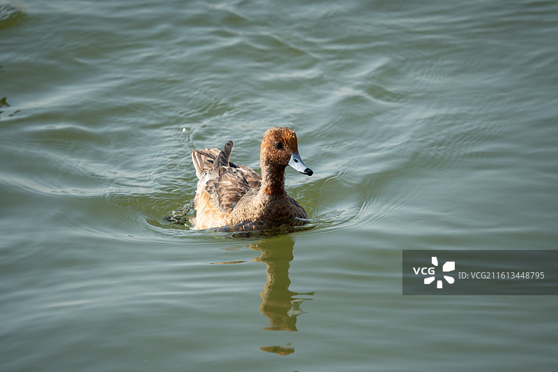 在深圳湾公园过冬的赤颈鸭，野鸭图片素材