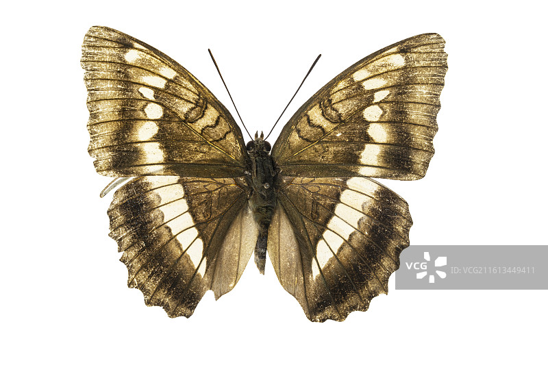 重庆蝴蝶标本图片素材