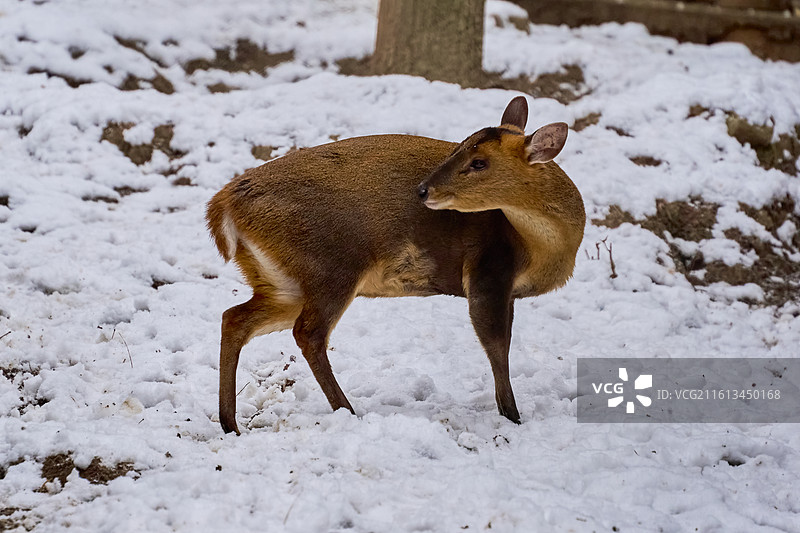 雪地里的小麂图片素材