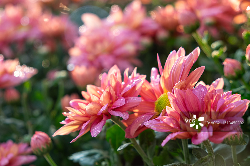沾满雨滴的鲜艳菊花与金色阳光图片素材