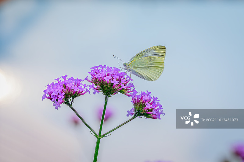 春日紫色中的蝴蝶图片素材