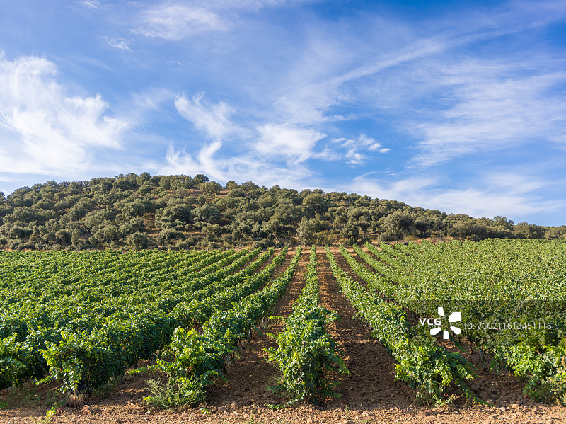 西班牙令人陶醉的一处葡萄园风光。湛蓝的天空中，形态轻盈的白云悠悠飘荡，与下方一望无际、整齐排列的葡萄图片素材