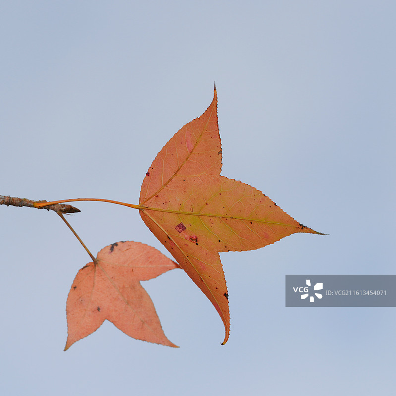 南宁市广西民族村枫叶红了图片素材