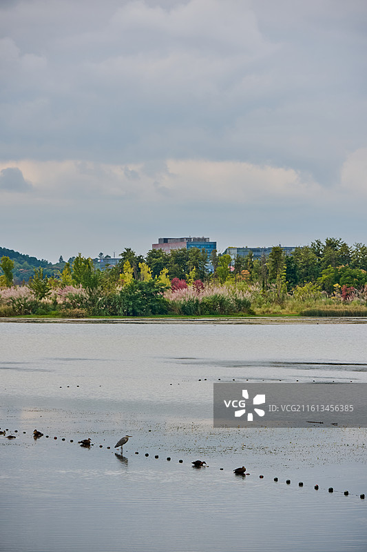 四川成都兴隆湖湿地公园秋季风光与水鸟图片素材