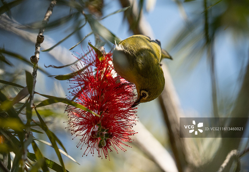 暗绿绣眼鸟正在吸食红千层花的花蜜图片素材