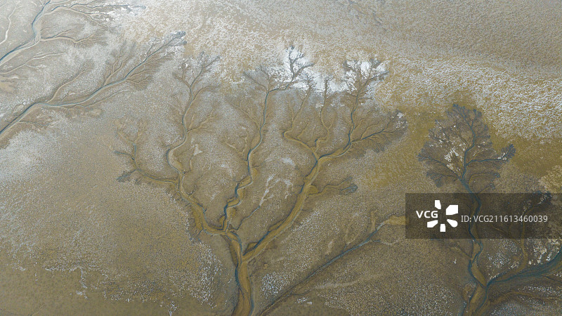 杭州钱塘区钱塘江大江东冬天冰封潮汐树图片素材