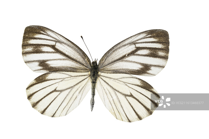 重庆蝴蝶标本图片素材