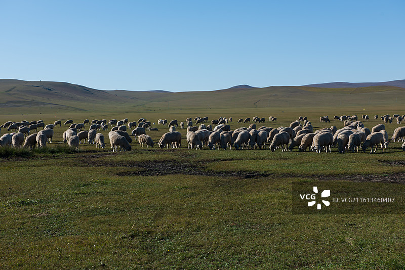 呼伦贝尔草原图片素材