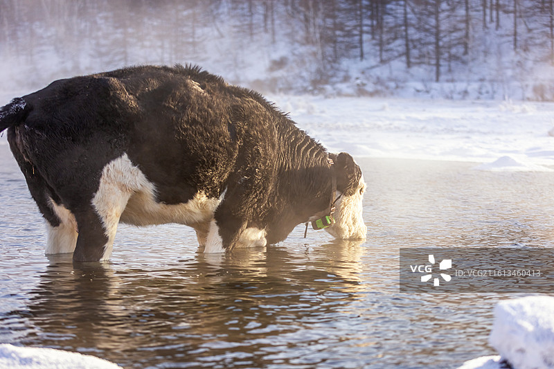 冬季阿尔山不冻河里喝水的牛，冬季阿尔山雾凇雪景图片素材