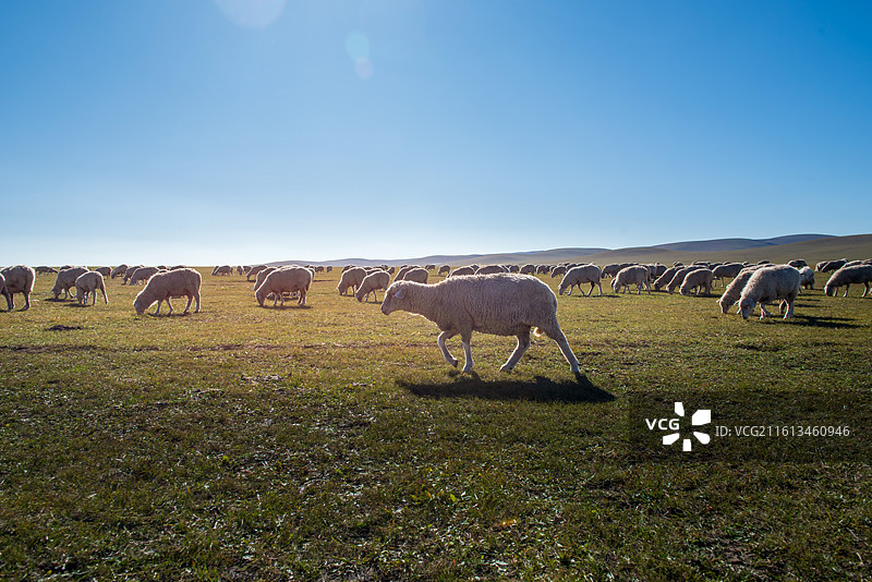 呼伦贝尔草原图片素材