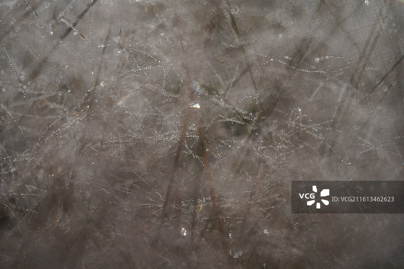 清晨秋日粉黛特写图片素材