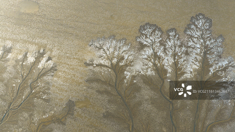 杭州钱塘区钱塘江大江东冬天冰封潮汐树图片素材