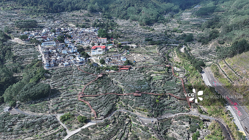 福建漳州云霄县和平乡棪树村千亩枇杷林风光图片素材