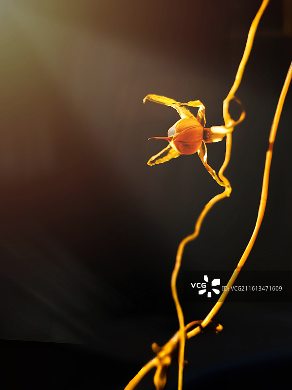 金缕残芳图片素材