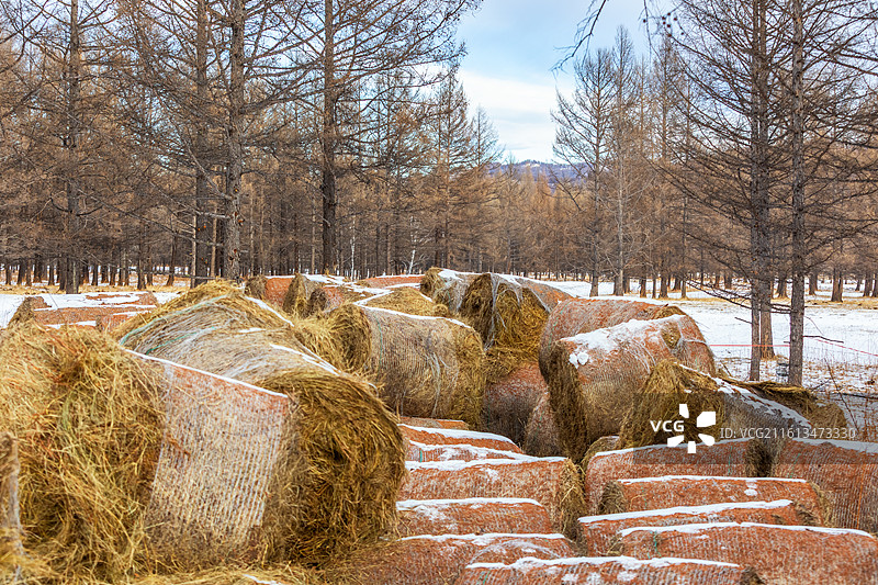 冬天阿尔山森林公园里的雪地上的干草卷图片素材