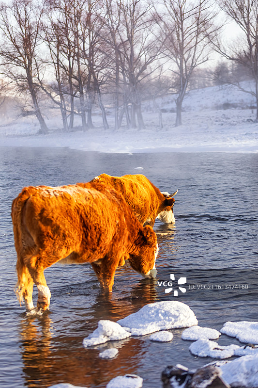 冬季阿尔山不冻河里喝水的牛，冬季阿尔山雾凇雪景图片素材