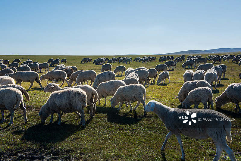 呼伦贝尔草原图片素材