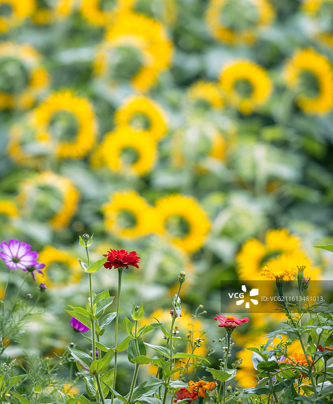 云南沙溪向日葵花田，大光圈虚化背景突出前景彩色花卉，红紫黄色交织，展现花海的色彩美与治愈氛围图片素材
