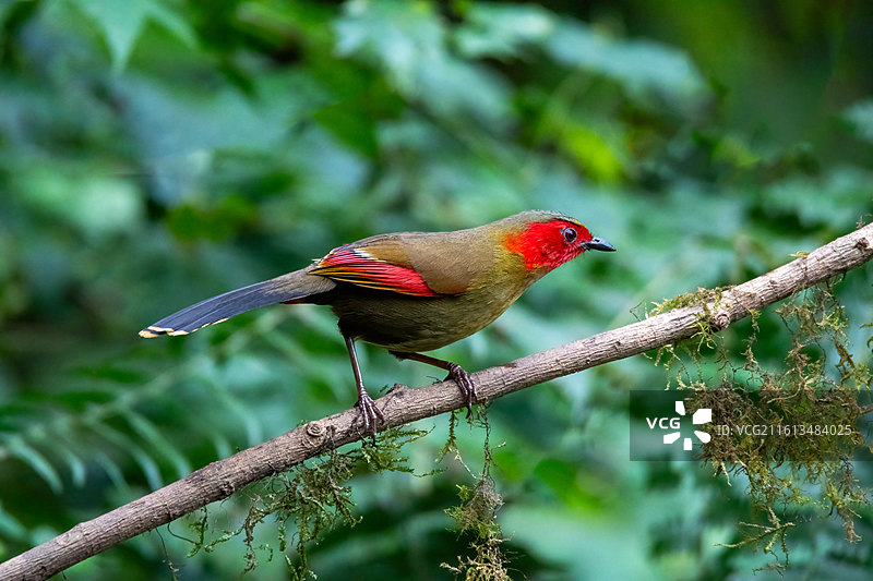 红翅薮鹛1图片素材