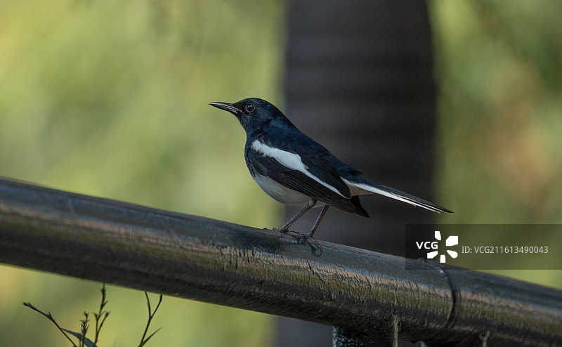 站在树枝上休息的鹊鸲图片素材