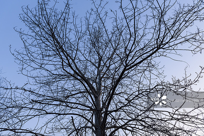 冬天的树冠 无叶树冠 抽象图案图片素材