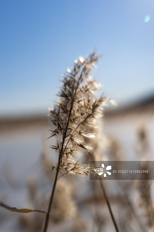 内蒙古涝利海冬季景色图片素材