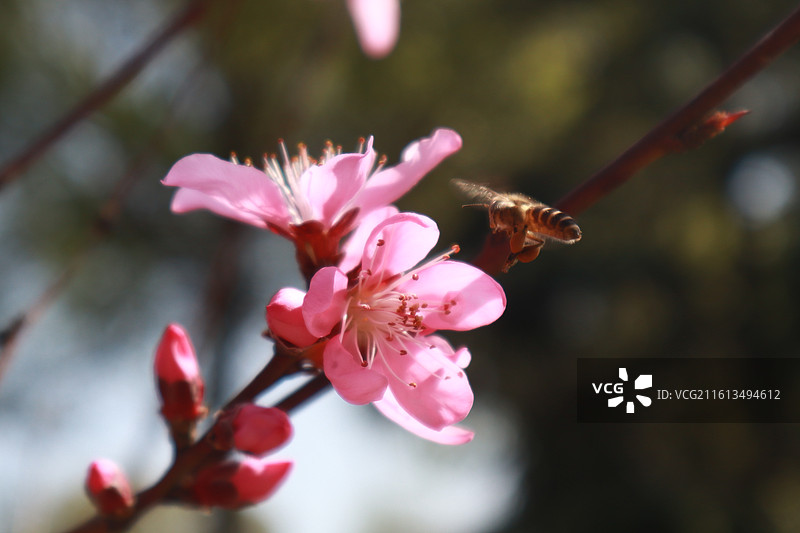 蜜蜂采蜜图片素材