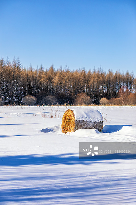 冬天阿尔山森林公园里的雪地上的干草卷图片素材