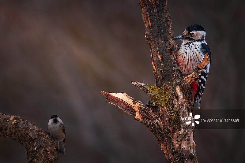 大斑啄木鸟图片素材