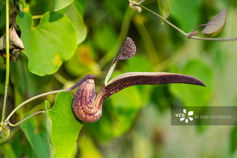 锦鸡马兜铃图片素材