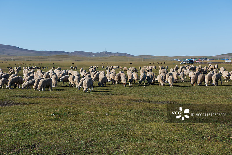 呼伦贝尔草原图片素材
