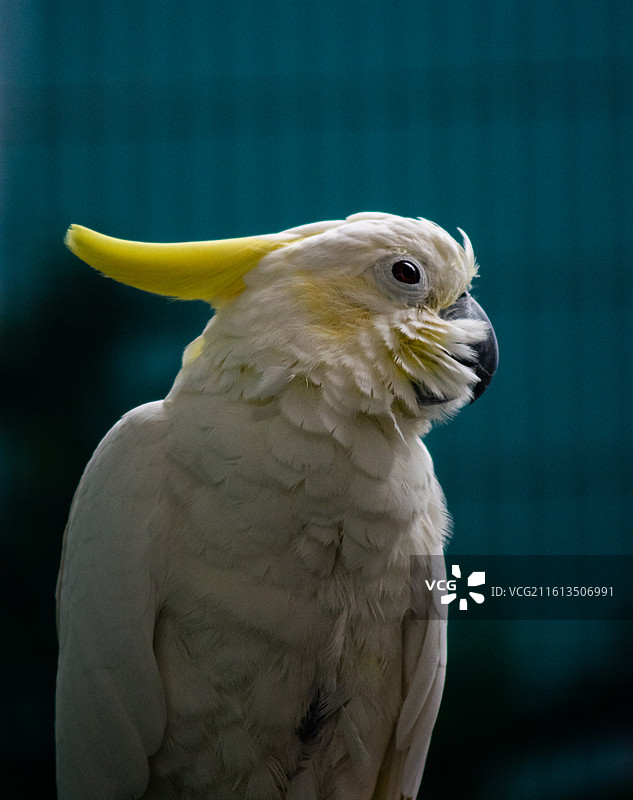 葵花凤头鹦鹉图片素材