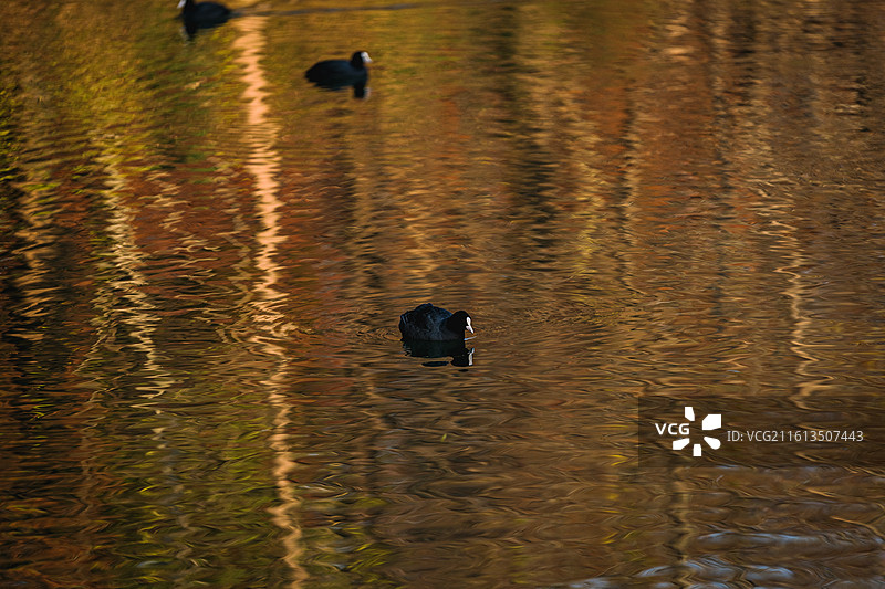 贡湖湾的水鸟图片素材