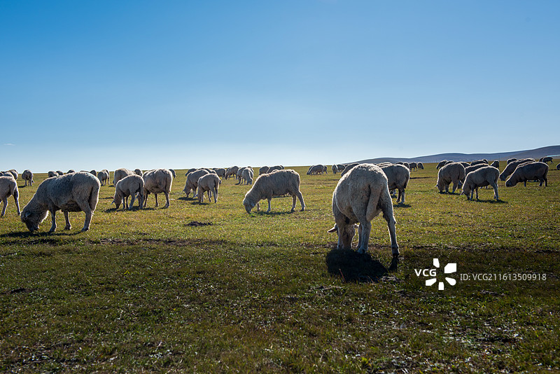 呼伦贝尔草原图片素材