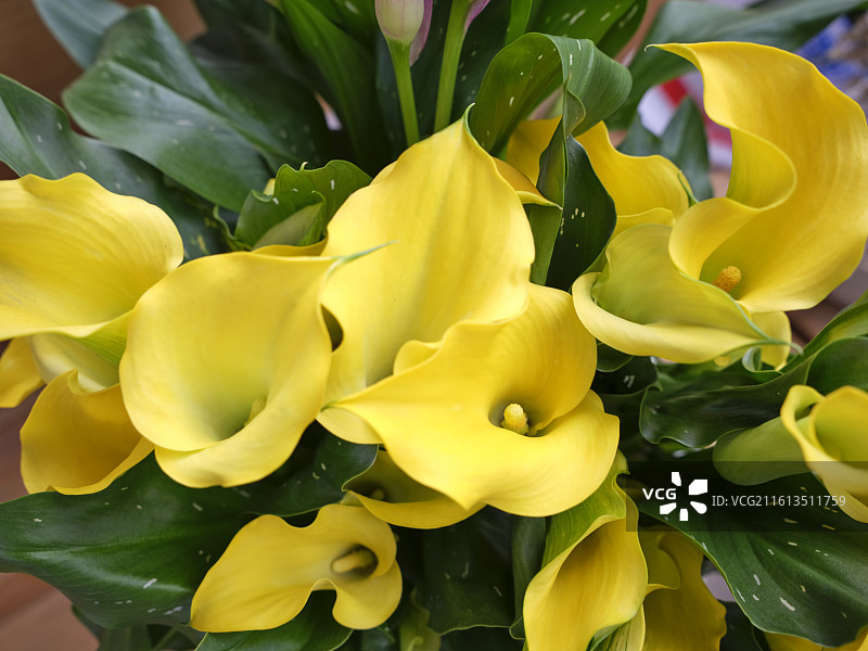 河北省石家庄市正定县福泽花卉马蹄莲博览园摄影图片图片素材