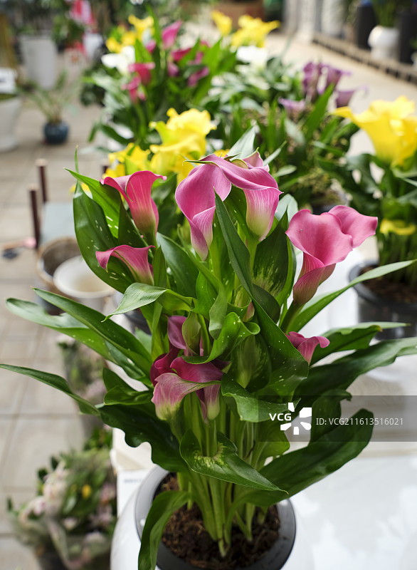 河北省石家庄市正定县福泽花卉马蹄莲博览园摄影图片图片素材