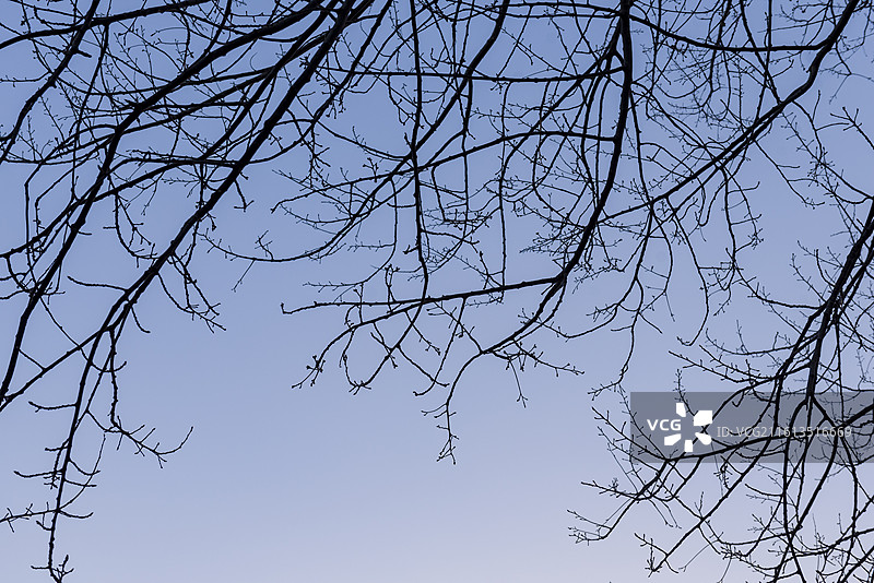 冬天的树冠 无叶树冠 抽象图案图片素材